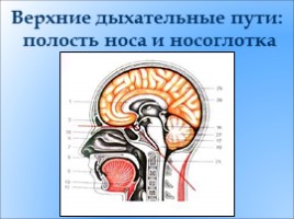 Органы дыхания, их строение - Дыхательные движения, слайд 11