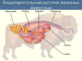 Органы пищеварения животных - Обмен веществ и превращение энергии, слайд 9