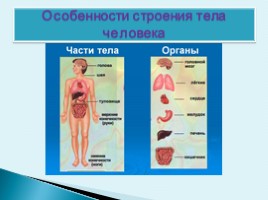 Особенности строения тела человека, слайд 1