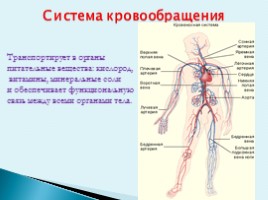 Особенности строения тела человека, слайд 10