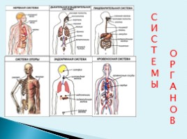 Особенности строения тела человека, слайд 3