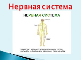 Особенности строения тела человека, слайд 5
