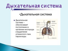 Особенности строения тела человека, слайд 6