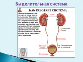 Особенности строения тела человека, слайд 8