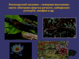 Научная работа «Особо охраняемые природные территории Нижегородской области», слайд 16