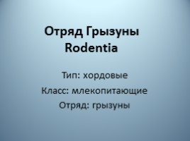 Отряд Грызуны (Rodentia), слайд 1