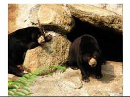 Отряд Хищные - Семейство медвежьи, слайд 13