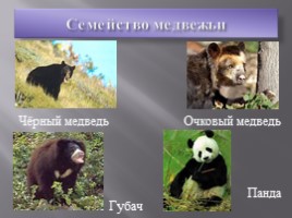 Отряд Хищные - Семейство медвежьи, слайд 4