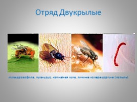 Отряды насекомых с полным и неполным метаморфозом, слайд 10