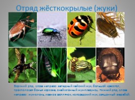 Отряды насекомых с полным и неполным метаморфозом, слайд 11