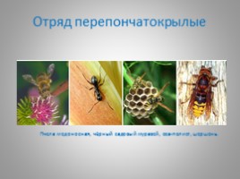 Отряды насекомых с полным и неполным метаморфозом, слайд 9