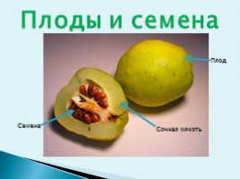 Плоды и семена, слайд 1