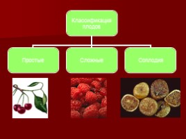 Урок-исследование «Плоды - Значение и разнообразие плодов», слайд 13