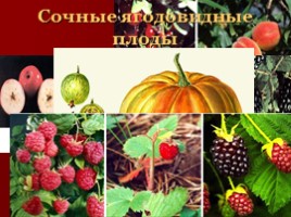 Урок-исследование «Плоды - Значение и разнообразие плодов», слайд 14