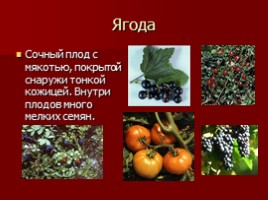 Урок-исследование «Плоды - Значение и разнообразие плодов», слайд 15