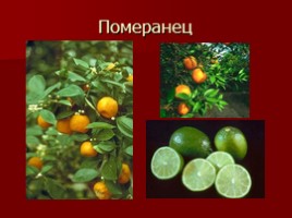 Урок-исследование «Плоды - Значение и разнообразие плодов», слайд 17