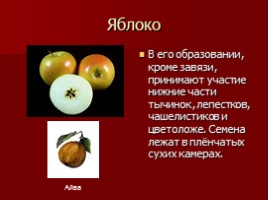 Урок-исследование «Плоды - Значение и разнообразие плодов», слайд 18