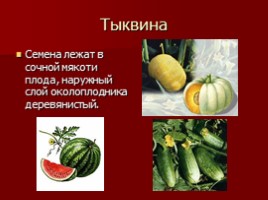 Урок-исследование «Плоды - Значение и разнообразие плодов», слайд 19