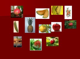 Урок-исследование «Плоды - Значение и разнообразие плодов», слайд 2