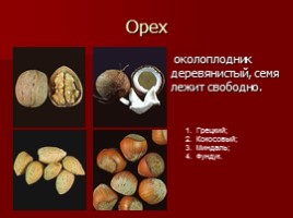 Урок-исследование «Плоды - Значение и разнообразие плодов», слайд 32