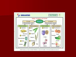 Урок-исследование «Плоды - Значение и разнообразие плодов», слайд 34