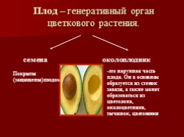 Урок-исследование «Плоды - Значение и разнообразие плодов», слайд 6