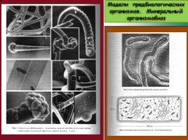 Бактериальная палеонтология, слайд 20