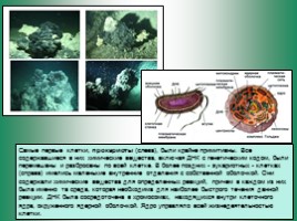 Бактериальная палеонтология, слайд 7