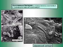Бактериальная палеонтология, слайд 8