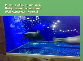 Виртуальная экскурсия по Байкалу, слайд 20