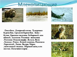 Государственный природный биосферный заповедник «Таймырский», слайд 10