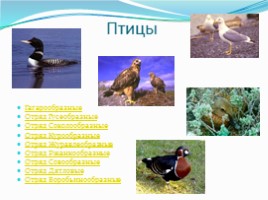 Государственный природный биосферный заповедник «Таймырский», слайд 11