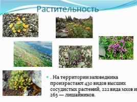 Государственный природный биосферный заповедник «Таймырский», слайд 13
