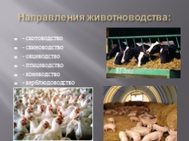 Животноводство России, слайд 3