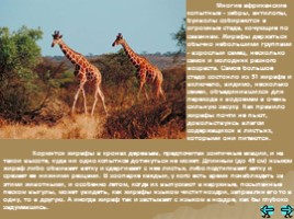Животный мир Африки, слайд 14