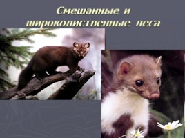 Животный мир России, слайд 12