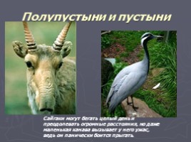 Животный мир России, слайд 15