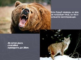 Животный мир России, слайд 9