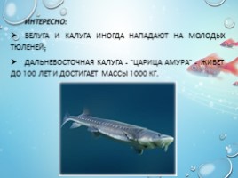 Рыбы - характеристика и классификация, слайд 12