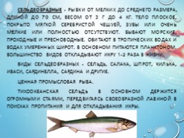 Рыбы - характеристика и классификация, слайд 13