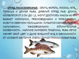 Рыбы - характеристика и классификация, слайд 14