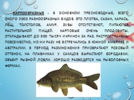 Рыбы - характеристика и классификация, слайд 16