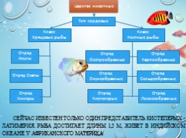 Рыбы - характеристика и классификация, слайд 2