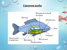 Рыбы - характеристика и классификация, слайд 5