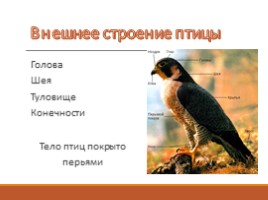 Тип Хордовые - Класс Птицы, слайд 3