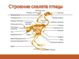 Тип Хордовые - Класс Птицы, слайд 5