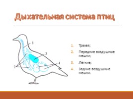 Тип Хордовые - Класс Птицы, слайд 7