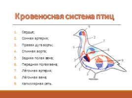 Тип Хордовые - Класс Птицы, слайд 8