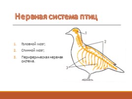 Тип Хордовые - Класс Птицы, слайд 9