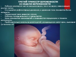 Презентация на тему развитие ребенка в утробе матери